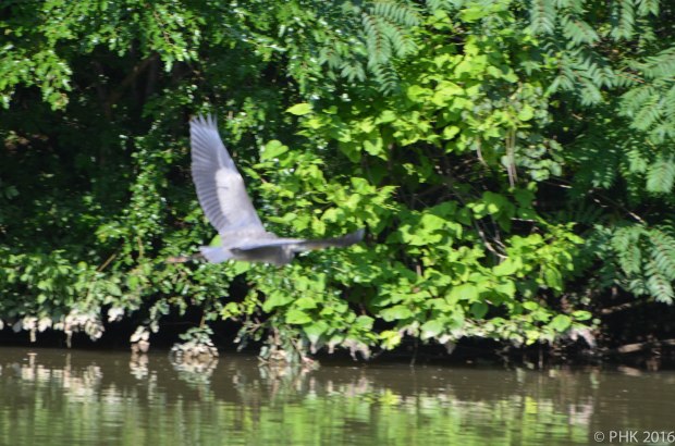 Heron 3