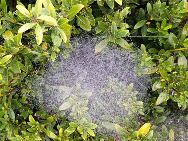 Trapdoor spider web
