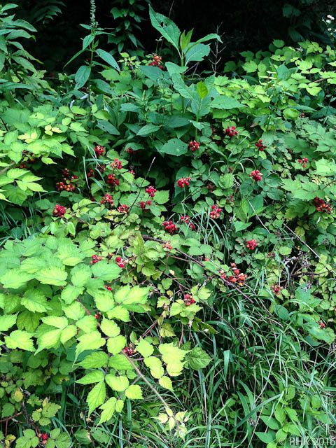 wild raspberries