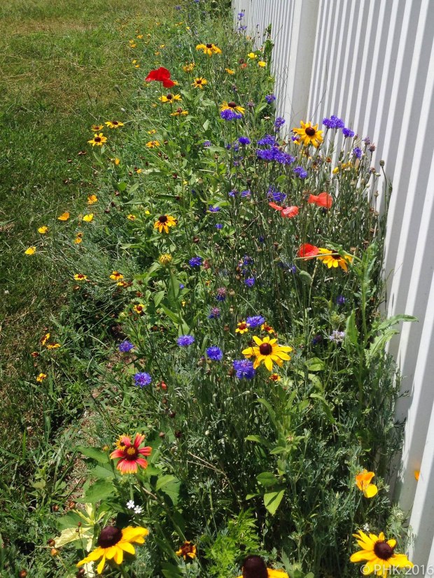 Wildlowers by garden fence