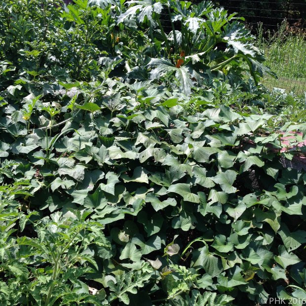 Sweet potato vines
